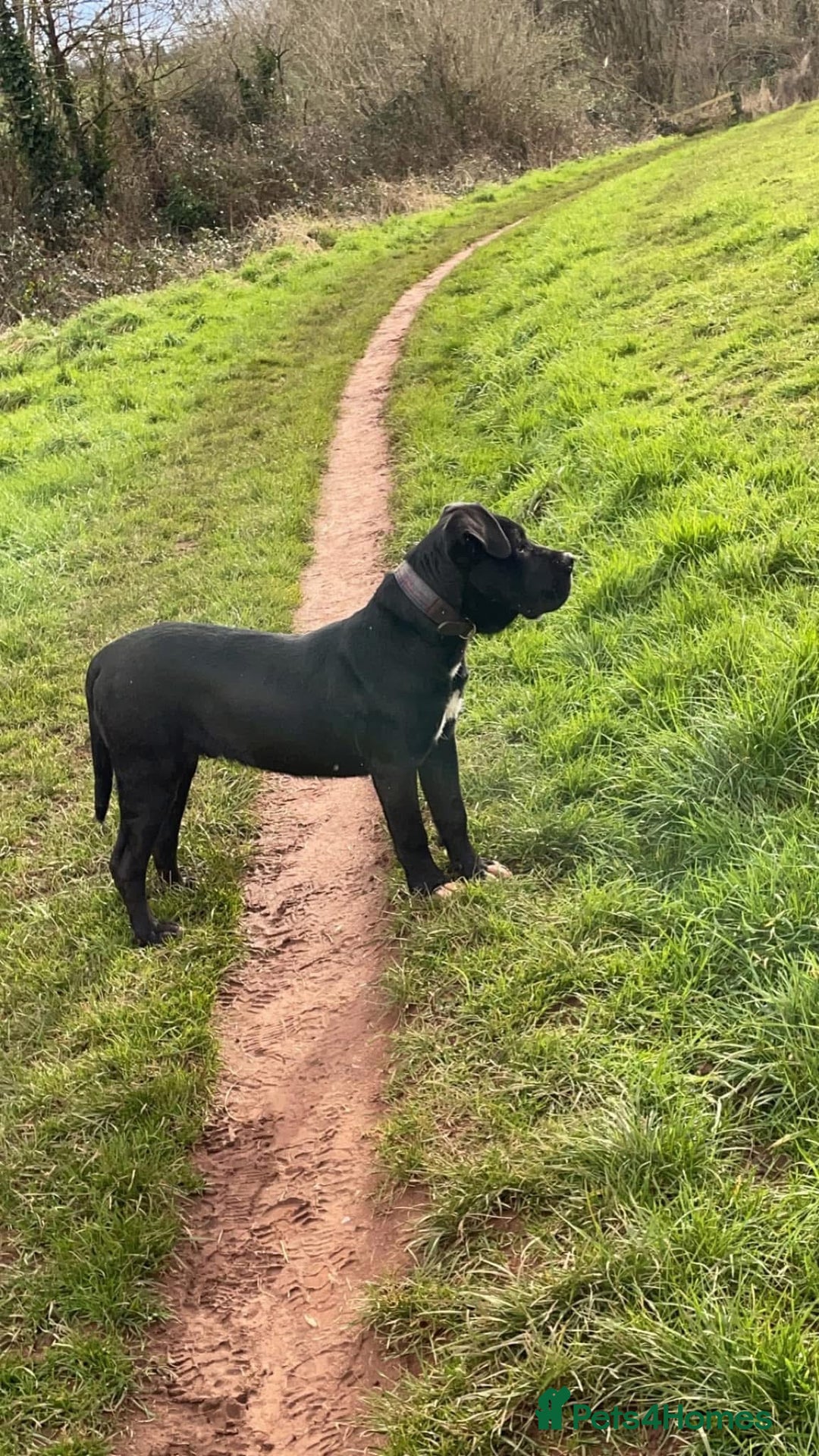 Presa Canario dogs for sale: Pure presa canro - Image 2