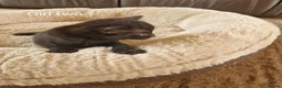 Mixed Breed cats for sale: Beautiful Domestic Shorthair Female Kitten - Advert 14
