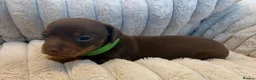 Miniature Dachshund dogs for sale: Miniature Dachshund Puppies  - Advert 7