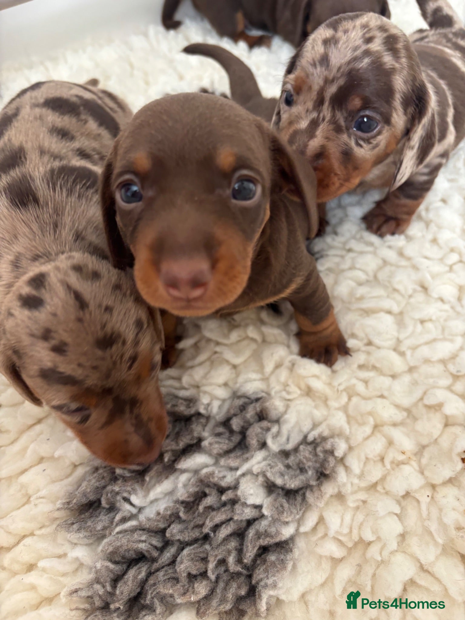 Miniature Dachshund dogs Stunning 5 star litter  - Advert 4