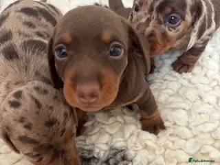 Miniature Dachshund dogs Stunning 5 star litter - Advert 2