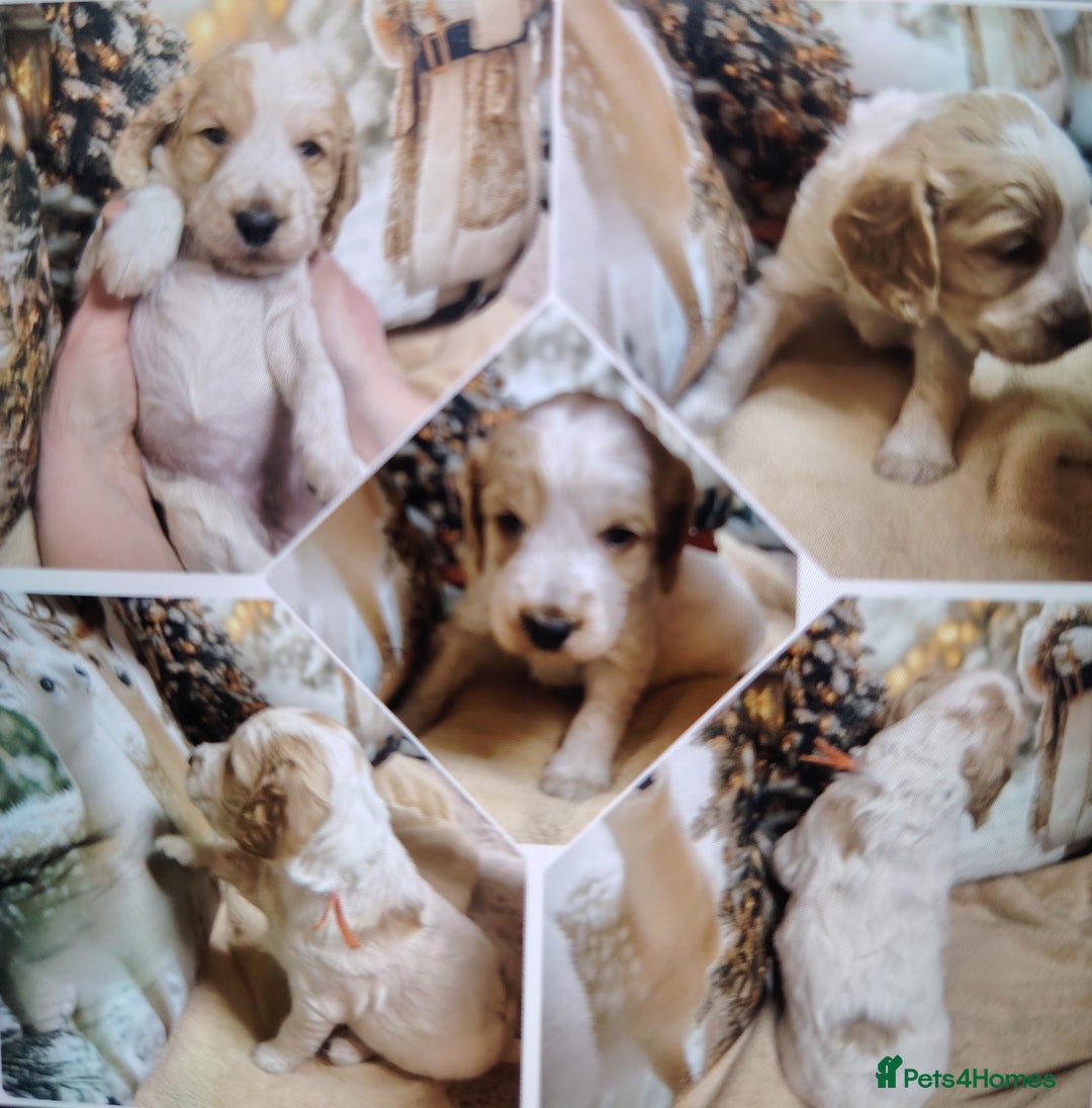 Cockapoo dogs for sale: Cockapoo puppies - Advert 9