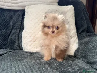 Pomeranian dogs 🍫🍦BLUE EYED CHOC & CREAM MEARLE TEDDY BEARS🍫🍦 - Advert 2