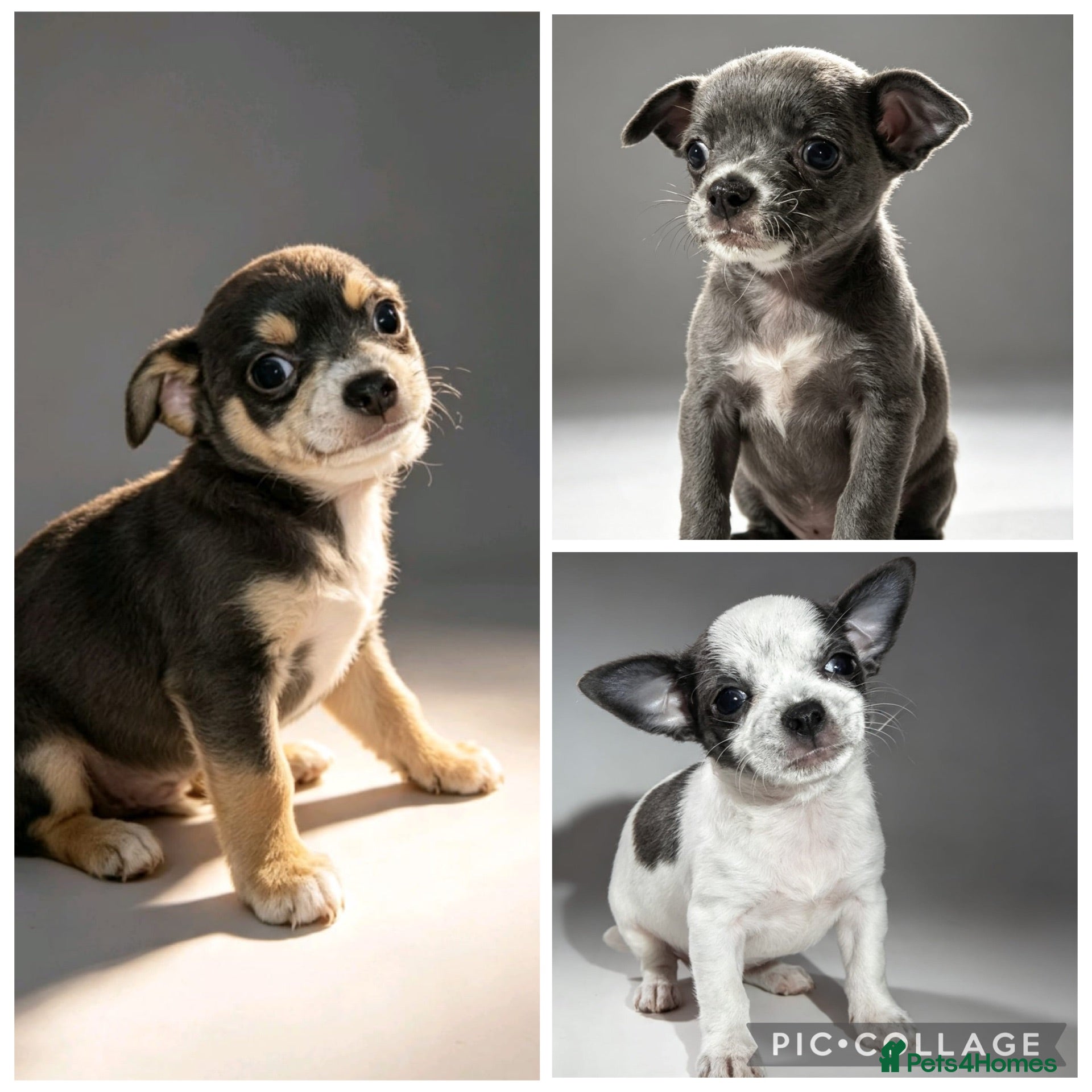 Chihuahua dogs Chihuahua puppies  - Advert 1