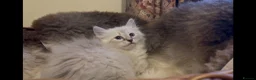 Siberian cats for sale: Lovely Siberian Girl 🤗 - Advert 2