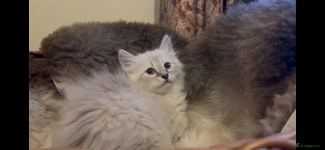 Siberian cats for sale: Lovely Siberian Girl 🤗 - Advert 2