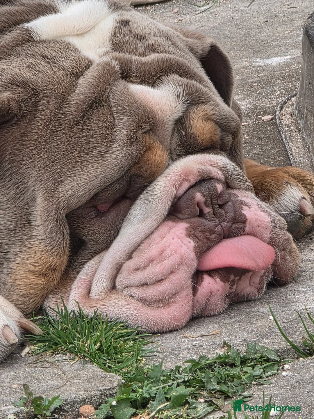 English Bulldog dogs for stud: Dahmer for stud - Advert 12