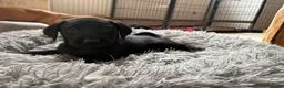 Labrador Retriever dogs for sale: Health Tested IGL Champion Bred Labrador Puppies  - Advert 4