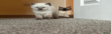 Ragdoll 1