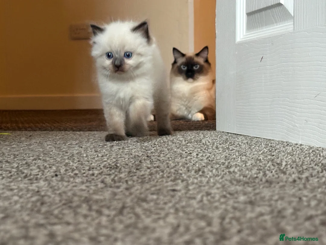 Ragdoll cats for sale: ragdoll kitten - Advert 5