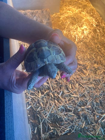 Hermann Tortoise reptiles - Advert 2