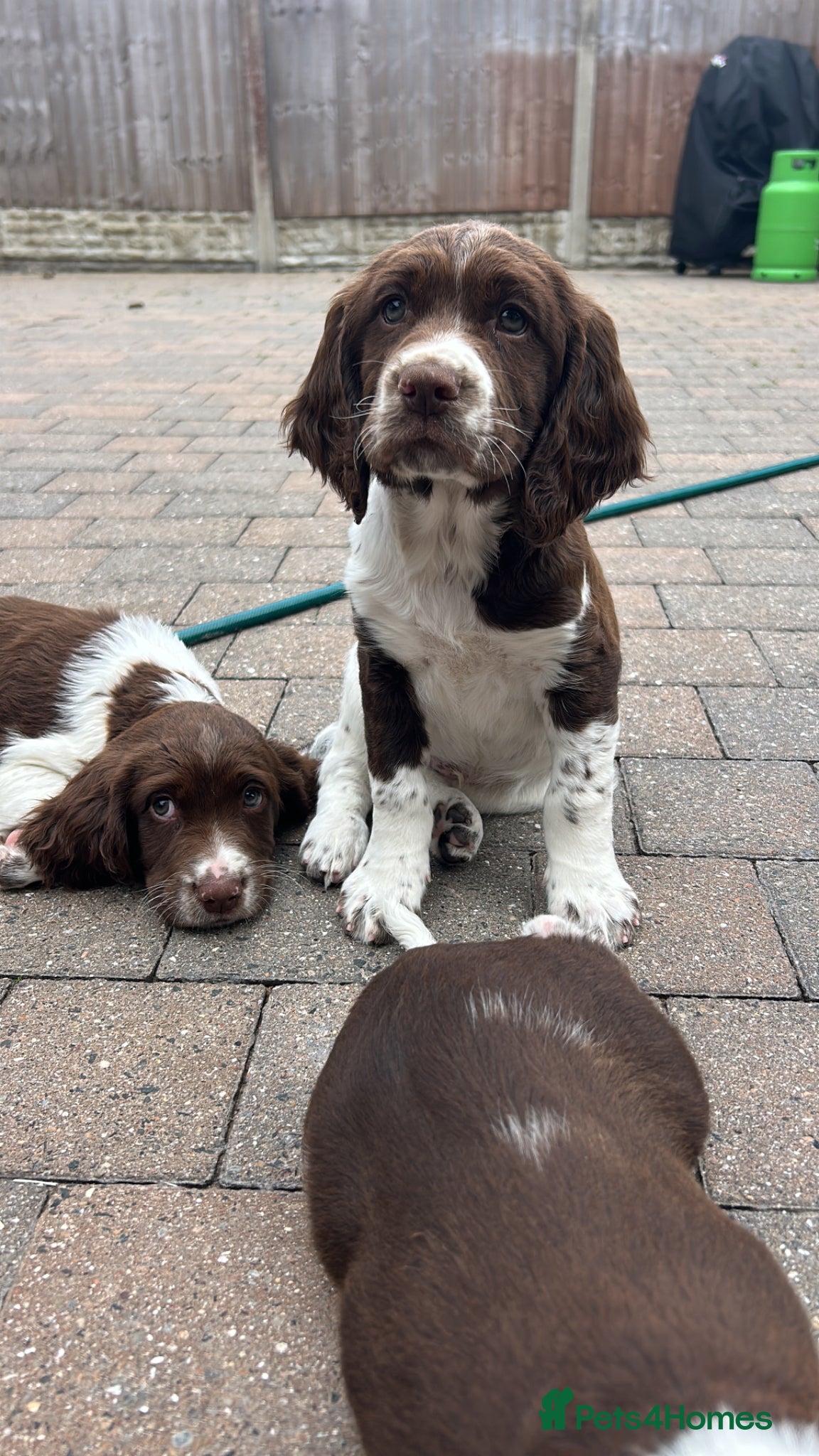English Springer Spaniel dogs Well bred ESS Puppies KC Registered - Advert 2