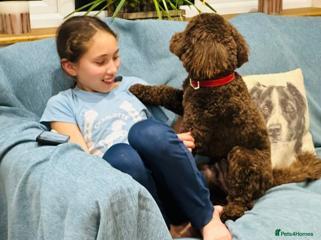 Labradoodle dogs for sale:  Mini toy labradoodle needing a new home  - Image 23