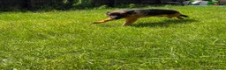 German Shepherd dogs for sale: Beautiful female German shepherd for sale - Advert 6