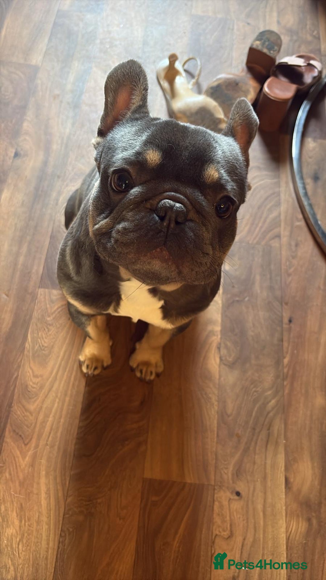 French Bulldog dogs for stud: 🐾 FRENCH BULLDOG STUD – MEET REGGIE! 🐾 - Advert 7