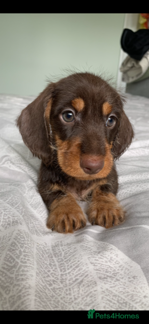 Miniature Dachshund dogs miniature wire haired dachshund - Advert 14