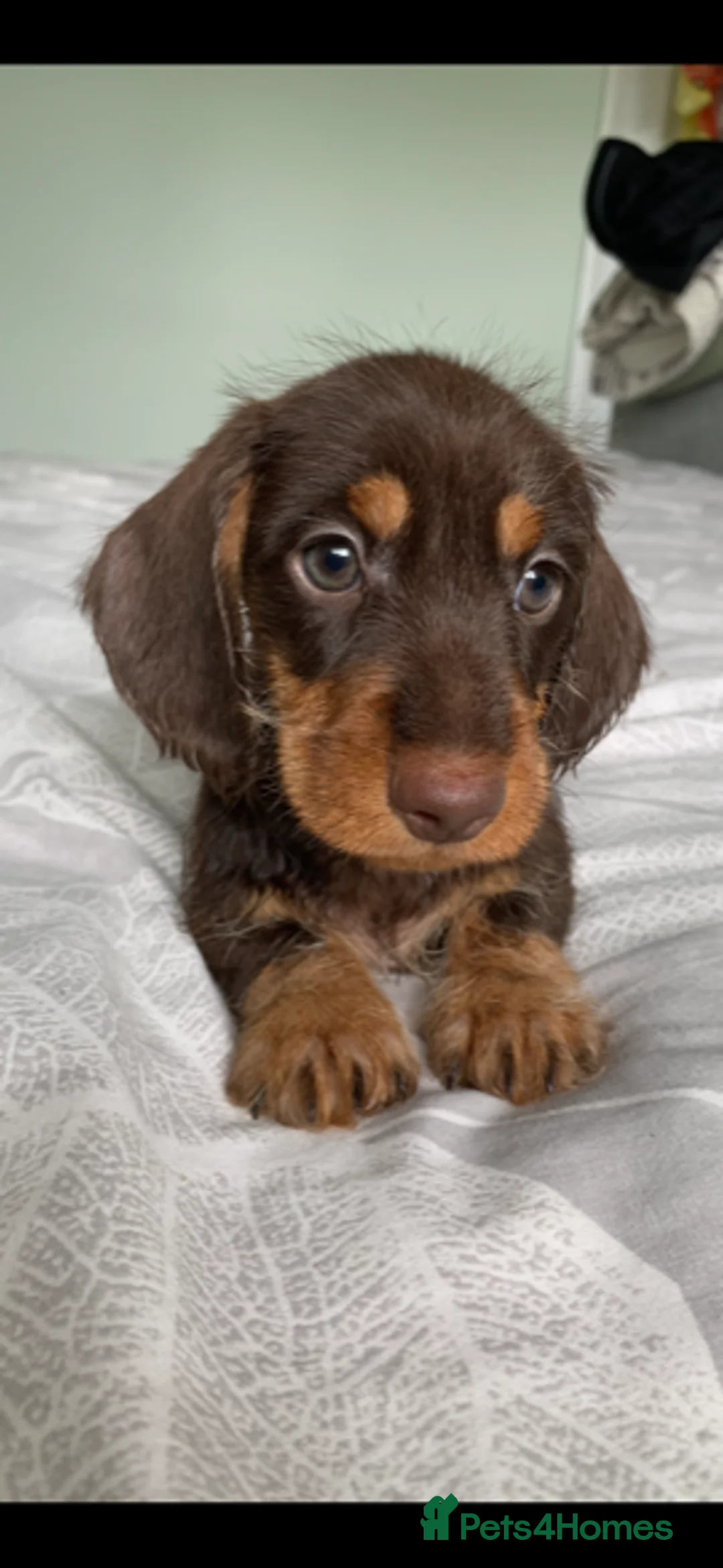 Miniature Dachshund dogs for sale: miniature wire haired dachshund - Advert 1