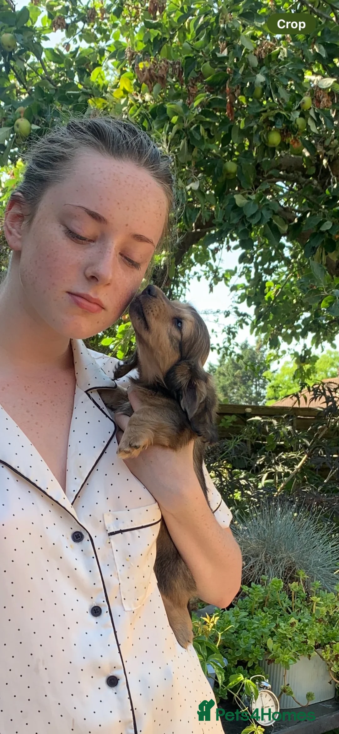 Dachshund dogs for sale: Ready now top quality KC Reg - Advert 2