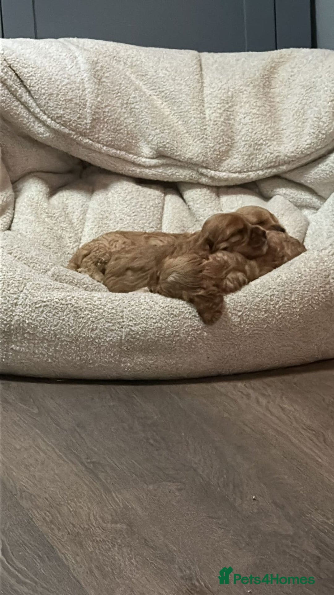 Cocker Spaniel dogs for sale: Beautiful cocker spaniel puppies - Image 10