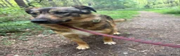 Mixed Breed dogs for adoption: Nancy - Norwich Norfolk  - Advert 5