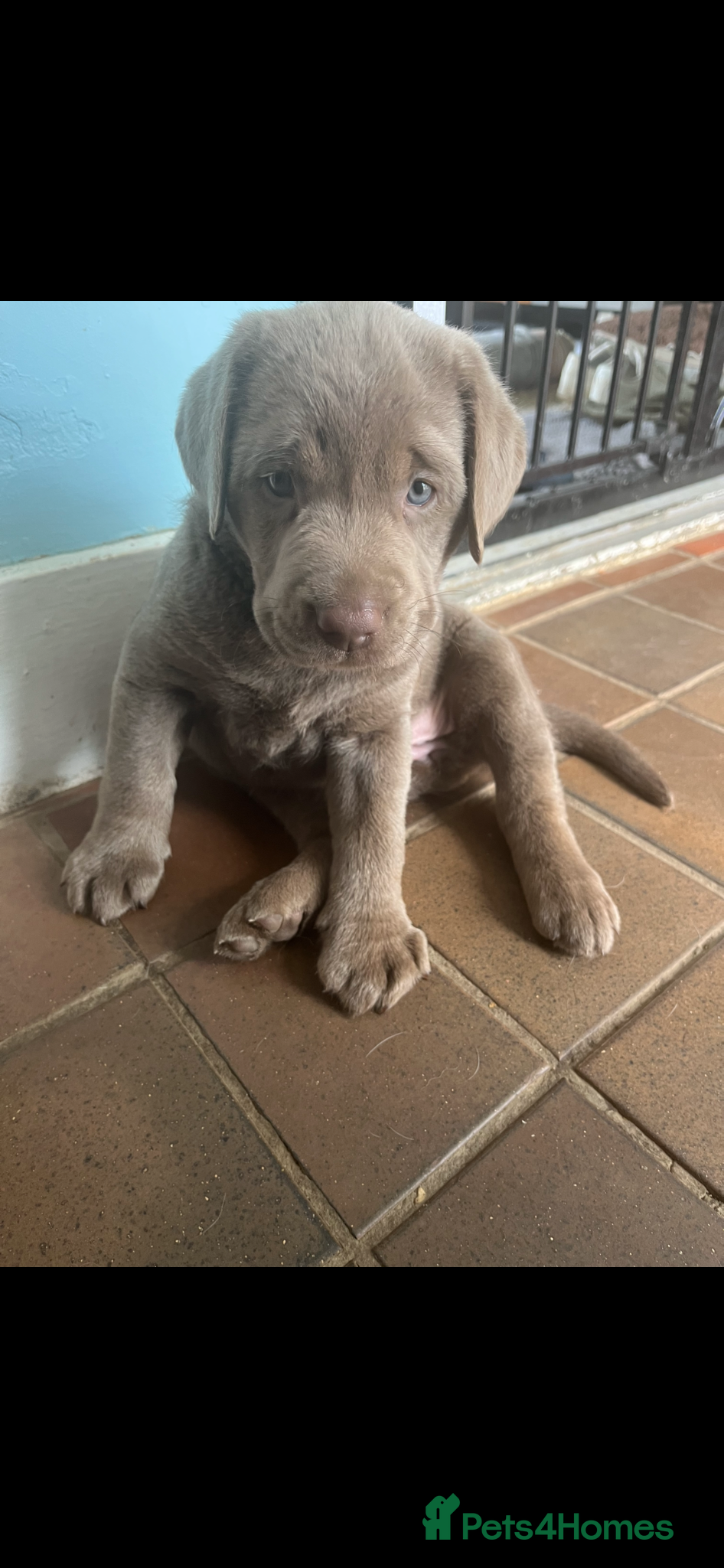 Labrador Retriever dogs Gorgeous Silver Labrador Puppies  - Advert 2