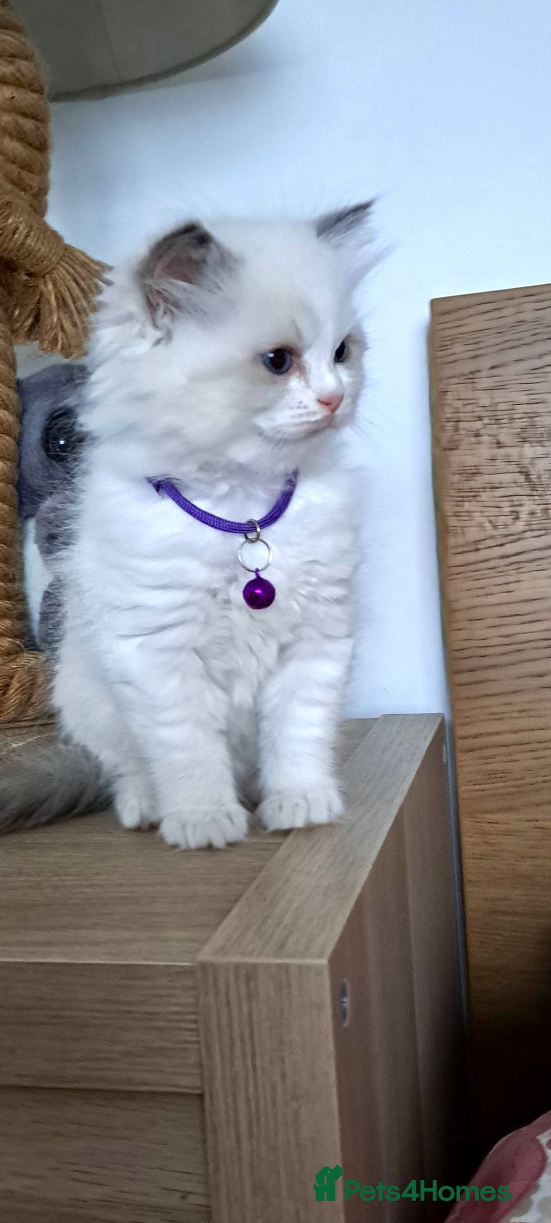 Ragdoll cats for sale: Pure Breed GCCF REG beautiful kittens - Advert 4