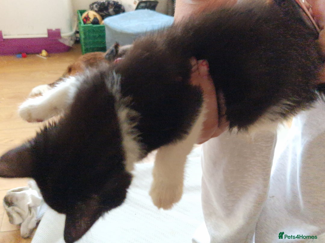 Mixed Breed cats for sale: ready to go - Image 12