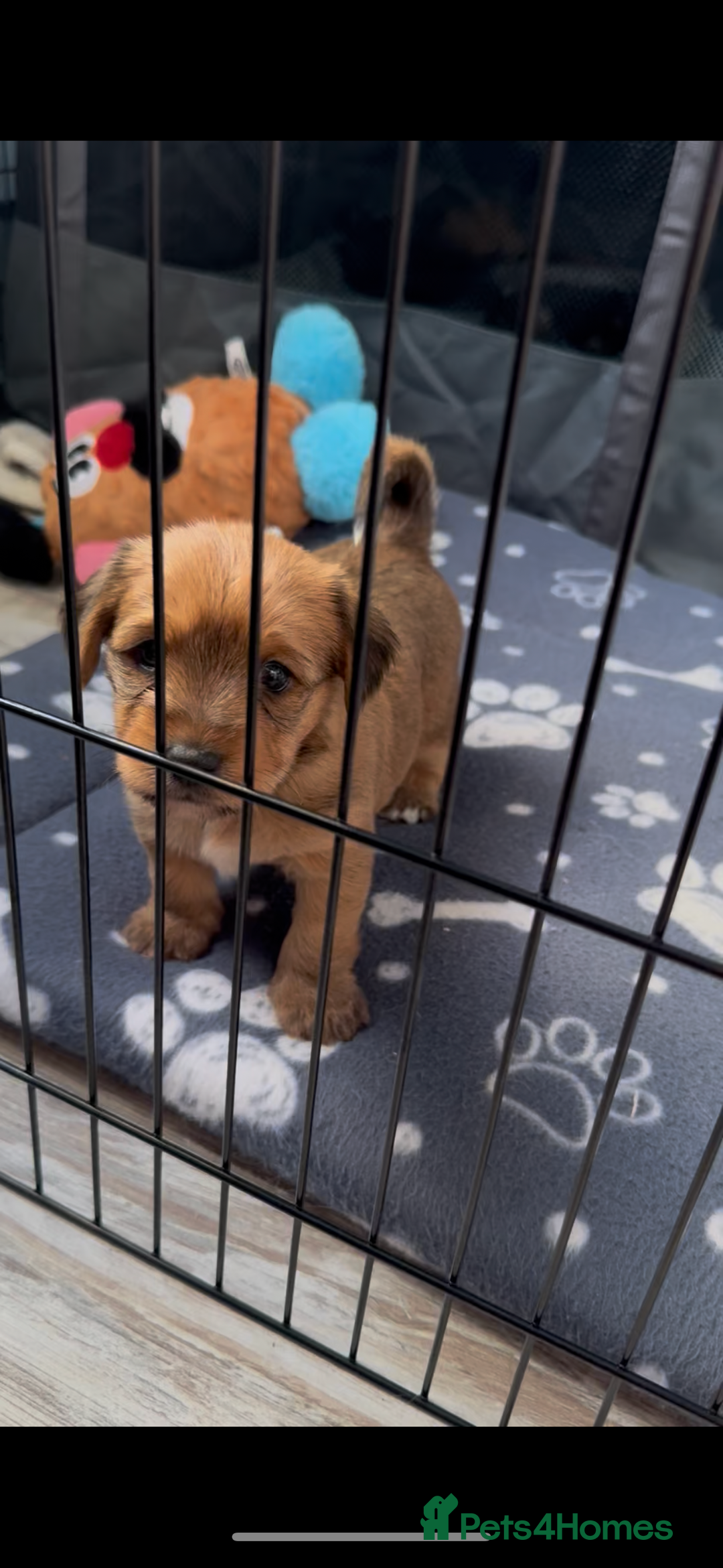 Mixed Breed dogs for sale:  Yorkshire terrier/ lhaso Apso hybrid pups - Advert 3