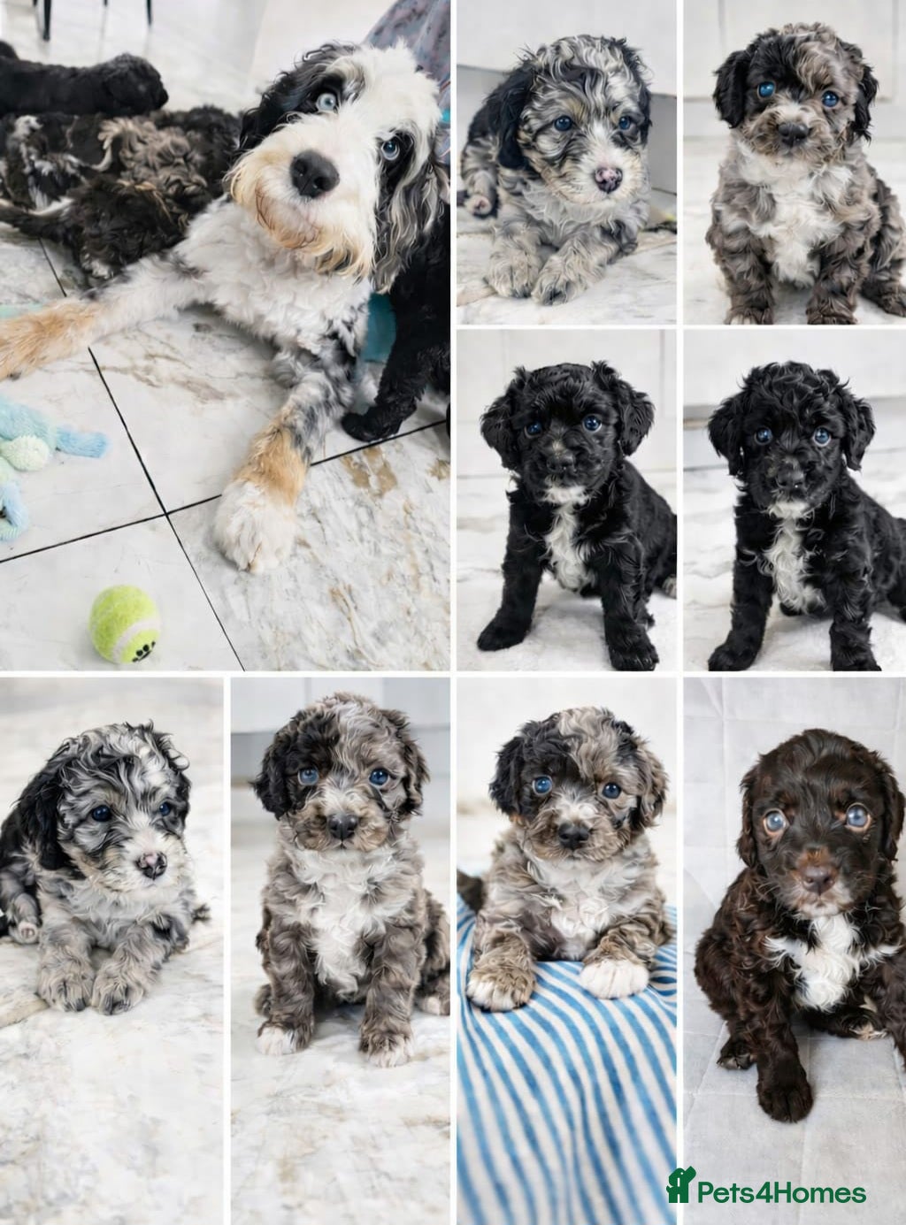 Bernedoodle dogs Bernedoodle Most Wanted F1B - Advert 1