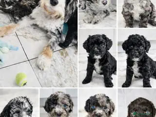 Bernedoodle dogs Bernedoodle Most Wanted F1B - Advert 1