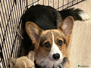 Welsh Corgi Pembroke dogs Welsh Pembroke Corgi Puppies - Girls Available - Advert 1