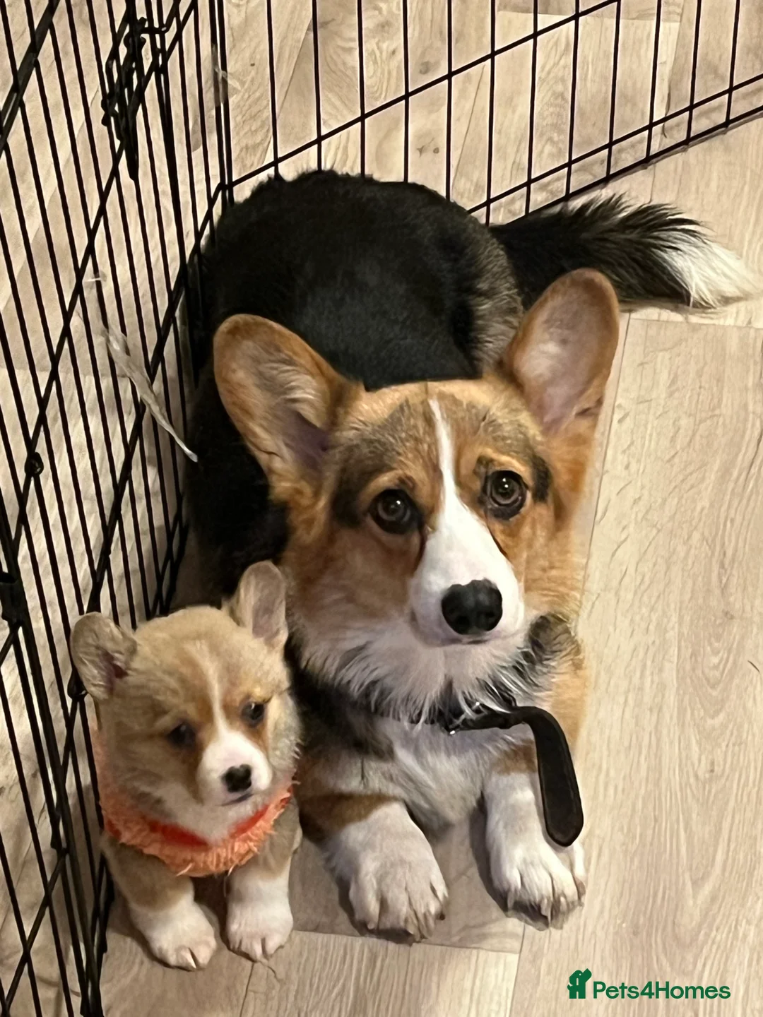 Welsh Corgi Pembroke dogs for sale: Are Beautiful Girls Storm/Darling/Petal - Advert 8