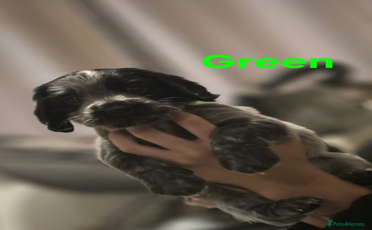 Mixed Breed dogs - Advert 15