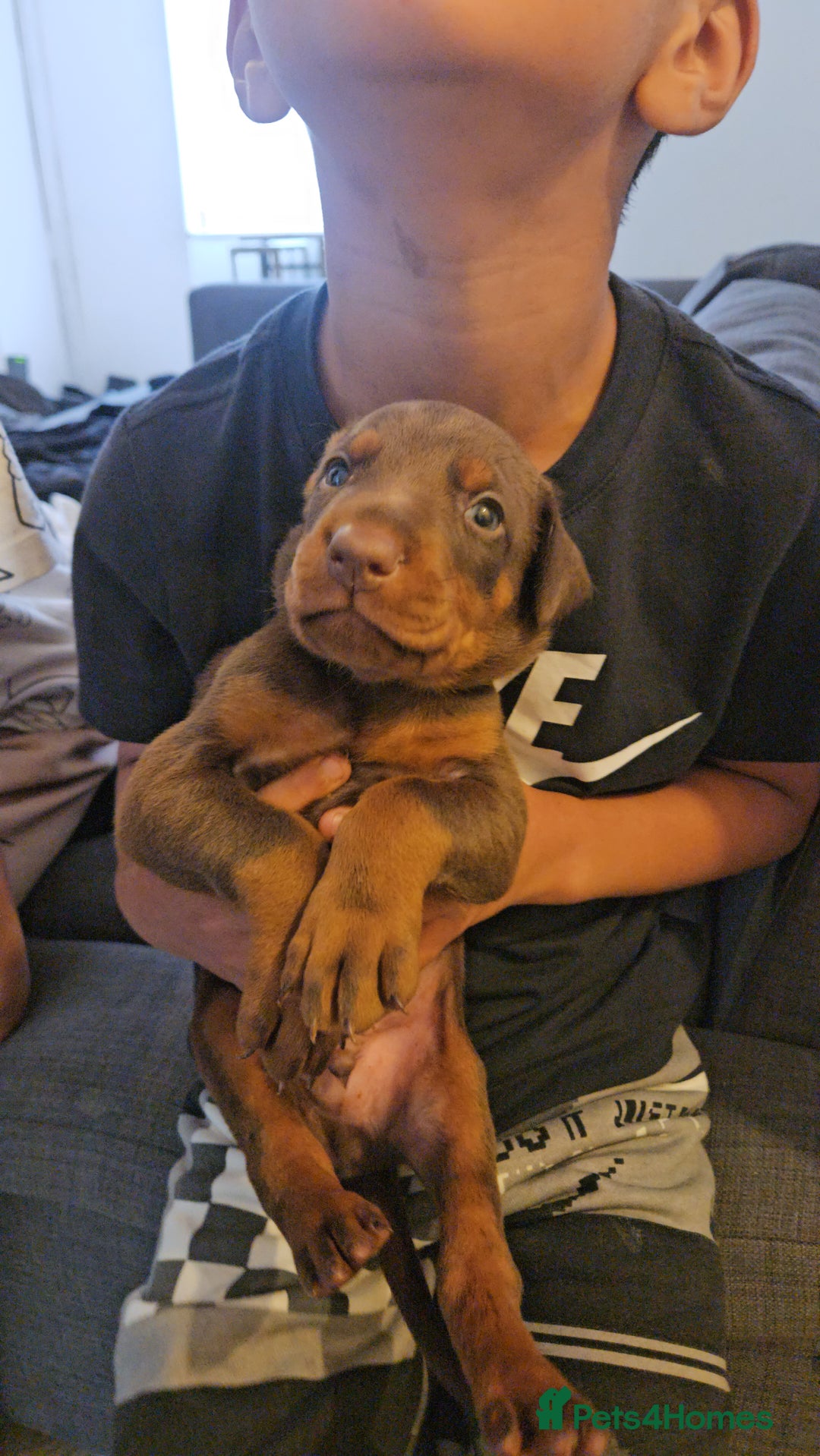 Dobermann dogs for sale: Elite Class World Champion Pedigree Pups KC'D - Image 12