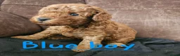 Cockapoo dogs for sale: 🐶 Lovable Teddy Bear red Toy Cockapoo Puppies 🐶  - Advert 10