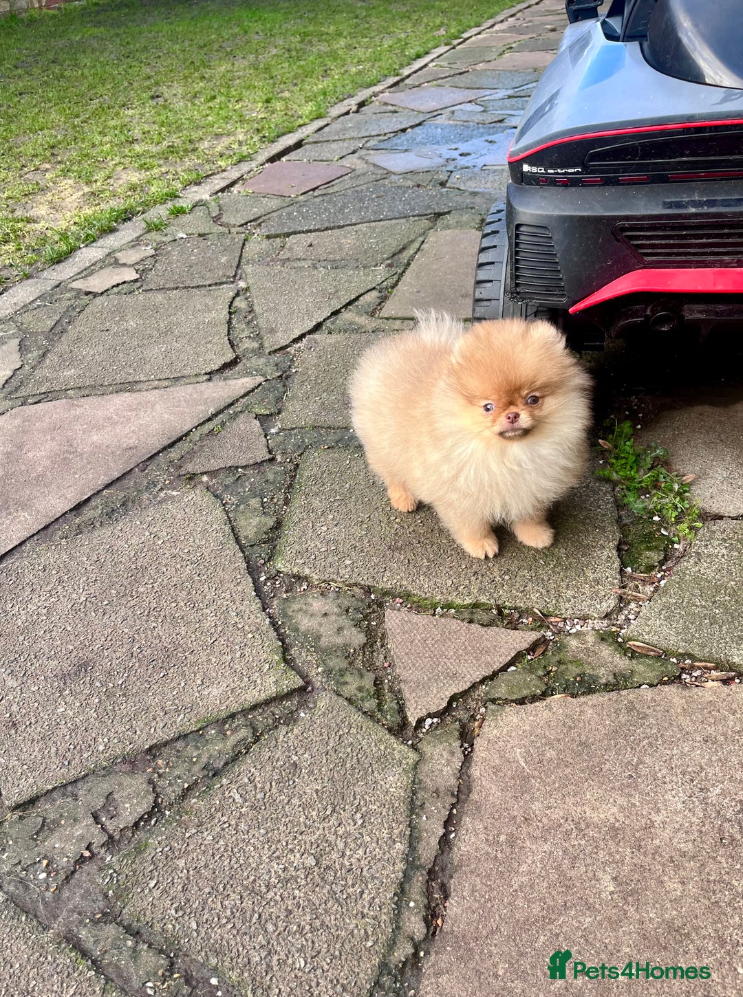 Pomeranian dogs for sale: Top Quality 🐻 Teddy Face🧸Perfect Size - Advert 2