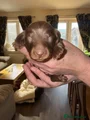 Dachshund Puppy 6
