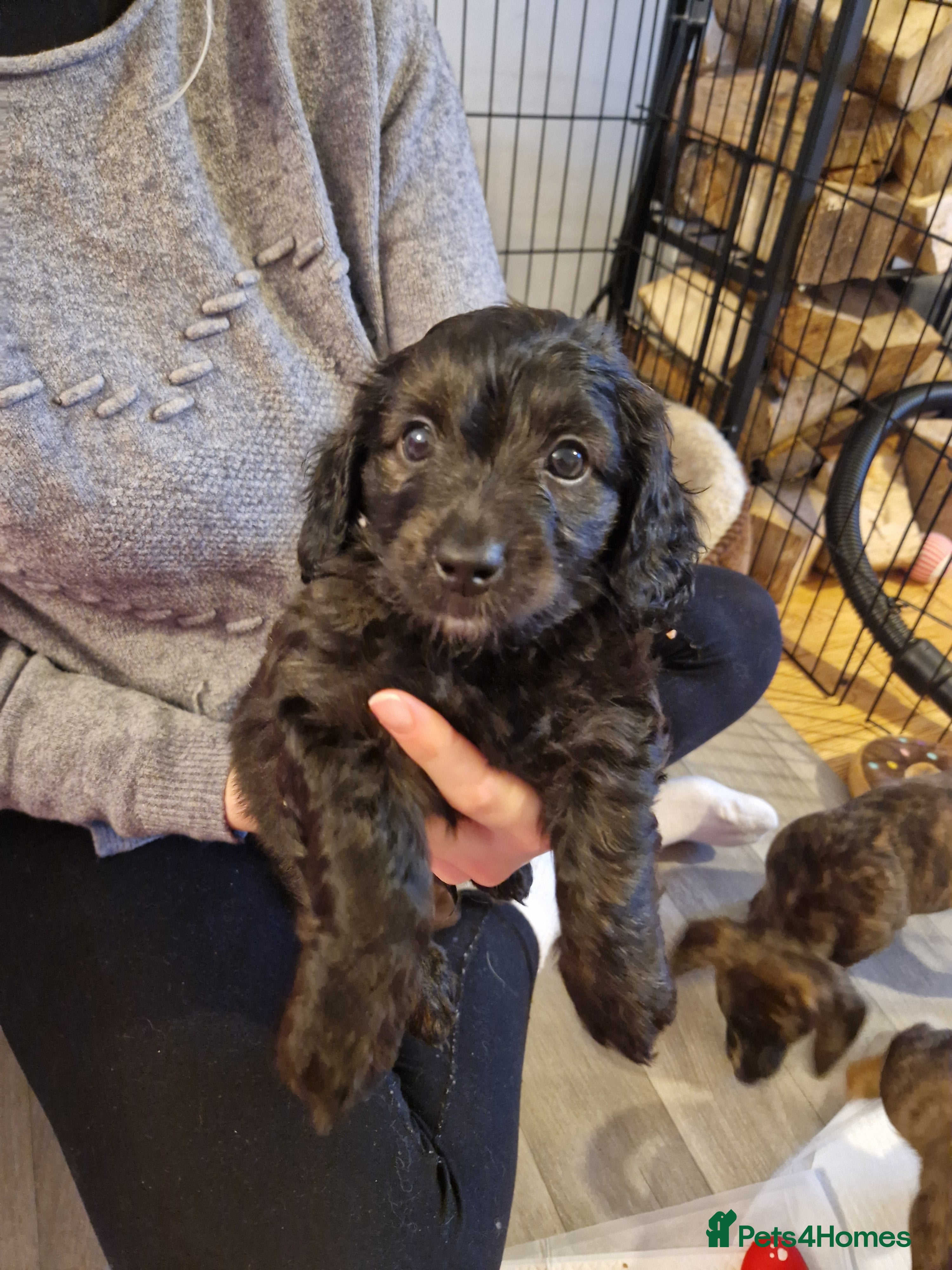 Mixed Breed dogs Adorable puppies for sale - Advert 1