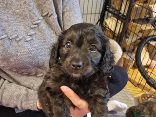 Mixed Breed dogs Adorable puppies for sale - Advert 1