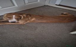 Cocker Spaniel dogs for sale: Golden/red 5 month old cocker spaniel - Image 5