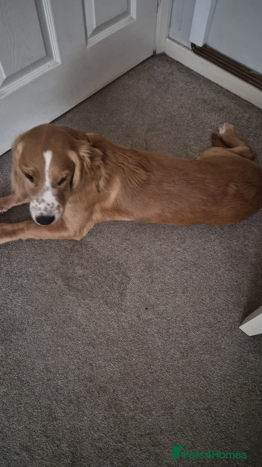 Cocker Spaniel dogs for sale: Golden/red 5 month old cocker spaniel - Image 5