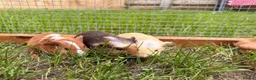 Guinea Pig rodents for sale: Smooth sow and crested boars  - Advert 3