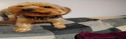 Yorkshire Terrier dogs for sale: YORKSHIRE TERRIER BOY PUPPIES READY NOW in Southampton - Advert 19