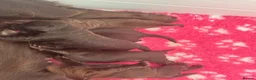 Cocker Spaniel dogs for sale: Cocker Spaniel Puppies For Sale in Bridgend - Advert 22