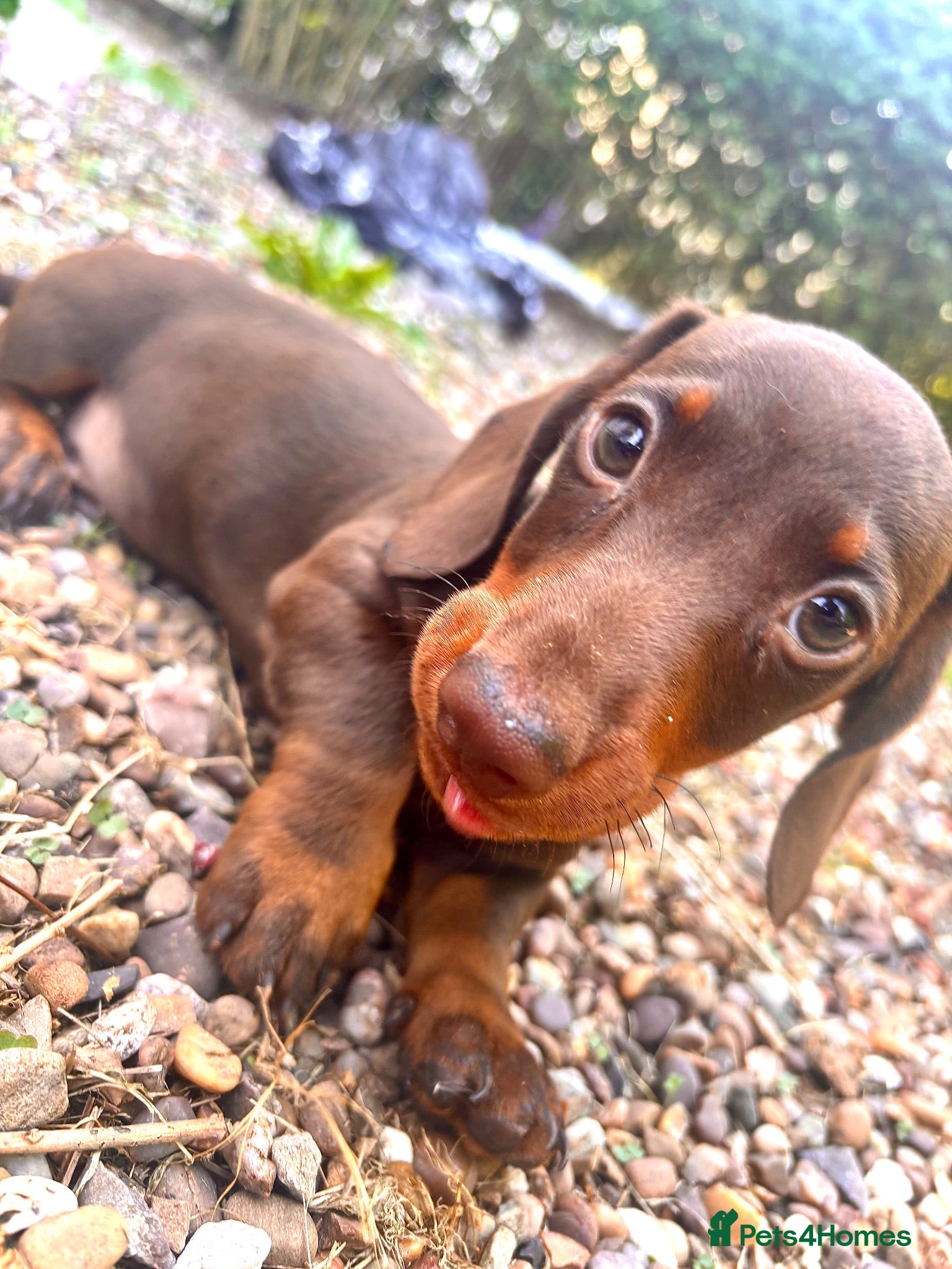 Miniature Dachshund dogs 🐶😍Miniature dachshund Puppies😍🐶 - Advert 8