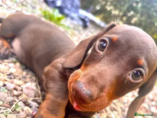 Miniature Dachshund dogs 🐶😍Miniature dachshund Puppies😍🐶 - Advert 8