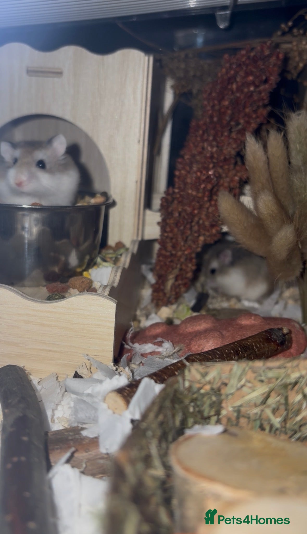 Hamster rodents Roborovski dwarf hamster  - Advert 9