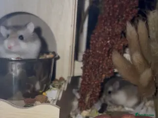 Hamster rodents Roborovski dwarf hamster - Advert 9
