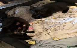 British Shorthair cats for sale: Kittens black and white  - Image 5