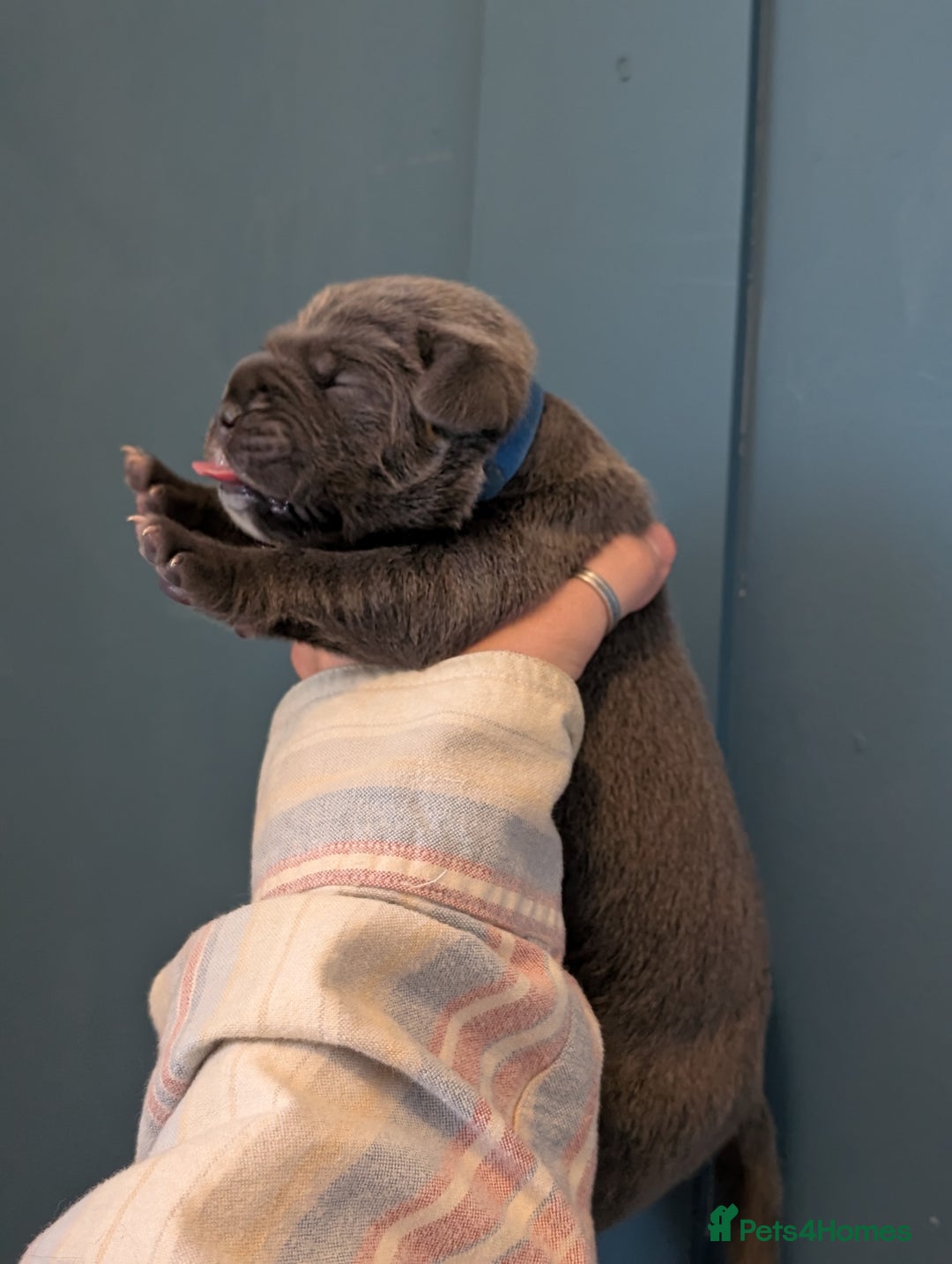 Cane Corso dogs for sale: European cane corsos  - Image 8